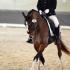 Bunny Hop Dressage Show